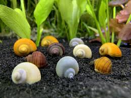 Assorted Mystery Snails
