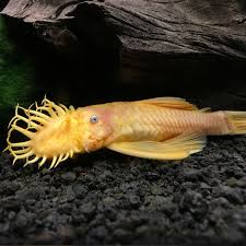 Albino Bristle Nose Pleco