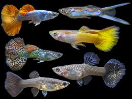 Assorted Female Guppies